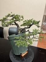 IMG_1324.jpeg