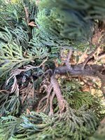 IMG_2735.jpeg