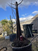 IMG_1004.jpeg