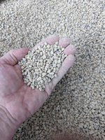 pumice.jpg