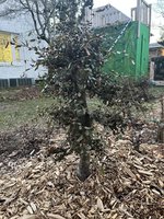 IMG_7472.jpeg