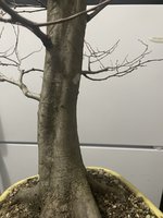 IMG_5331.jpeg IMG_5331.jpeg