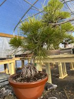 IMG_0347.jpeg IMG_0347.jpeg