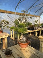 IMG_0349.jpeg IMG_0349.jpeg