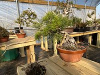 IMG_0353.jpeg IMG_0353.jpeg