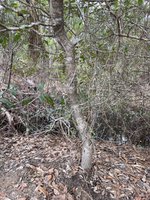 IMG_1025.jpeg