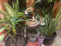 IMG_1293.jpeg