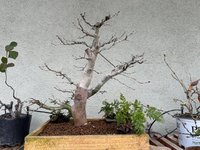 IMG_8118.jpeg IMG_8118.jpeg