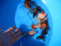 goldfish.jpg