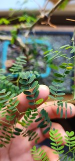 leaves(1).jpg leaves(1).jpg