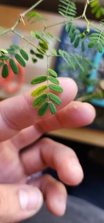 leaves(2).jpg leaves(2).jpg