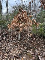IMG_4672.jpeg