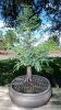 bald cypress 10-29-14 005.jpg