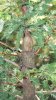 bald cypress 10-29-14 004.jpg