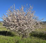 Almond Tree in Bloom.jpg