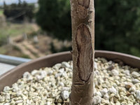 zelkova2.jpg