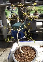 trident skinny.jpg trident skinny.jpg