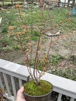 IMG_1293.jpeg