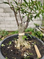 1000053388.jpg 1000053388.jpg