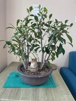 ficus forest.jpg ficus forest.jpg