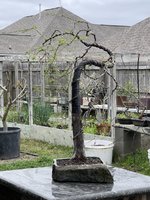 IMG_1364.jpeg