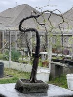 IMG_1365.jpeg