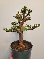 20240309_175537.jpg 20240309_175537.jpg