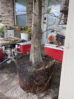 IMG_1386.jpeg