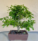 IMG_1665.jpg