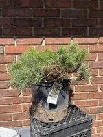 Dwarf Mugo Pine.JPEG