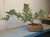 parson juniper flat pot.jpg