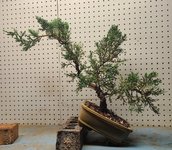 parson juniper slanted pot.jpg