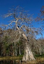 IMG_1388.jpeg