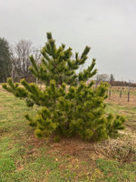 pine 2.jpg