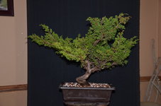 DSC_1007.JPG