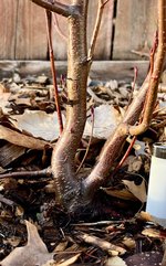 IMG_0155.jpeg IMG_0155.jpeg