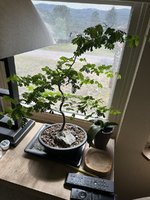 IMG_4522.jpeg