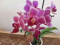 p. orchid.jpg