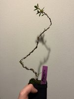 IMG_1700.jpeg IMG_1700.jpeg