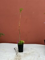 IMG_1684.jpeg IMG_1684.jpeg