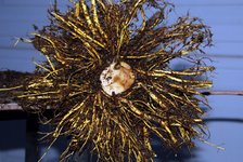 Mulberry2_3.jpg