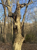 IMG_1160.jpeg