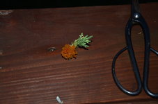 DSC_1062.JPG