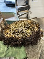 IMG_1050.jpeg