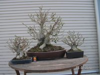 Ficus defoliated 2010.JPG