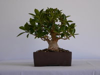 Ficus small 2007.JPG