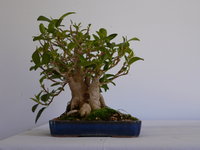 Ficus small twin 2007.JPG