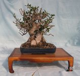 Ficus small twin 2010 02.JPG