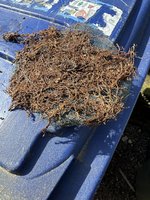 IMG_1022.jpeg