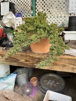 IMG_4039.jpeg IMG_4039.jpeg